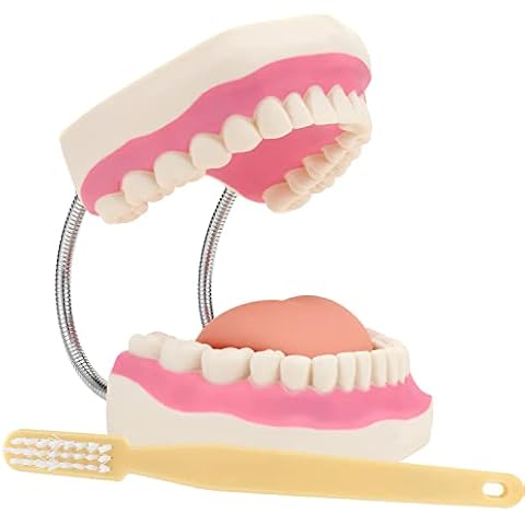 Giant Teeth Dental Demonstration Model with Toothbrush, Enlarged 6 Times Standard Size Mouth Model, Denture Teaching Model for Teaching and Study Cover