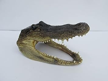 Real Alligator Head from a 4 Foot Gator