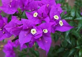 SAVIORD 100pcs Purple Bougainvillea Flower Seeds