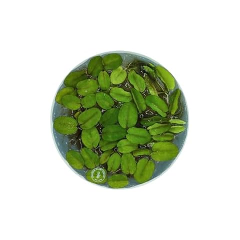 Floating Fern, Salvinia natans, Live Aquarium/Aquatic/Floating/Pond Plant, Planted Tank, Aquascaping by Aquarium Plant Center (3 Portions) Cover