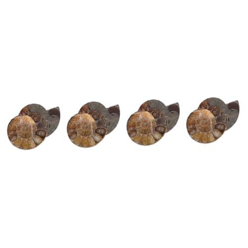 Colgante de caracola amonita natural JECOMPRIS collar de joyería única para niñas 8 piezas