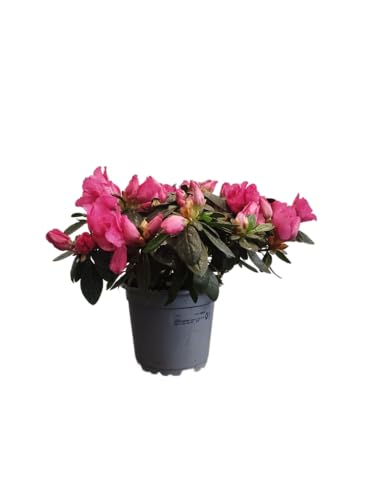 Azalea Flores Rosadas |DECOALIVE |Flor de Exterior | Azalea Rosa