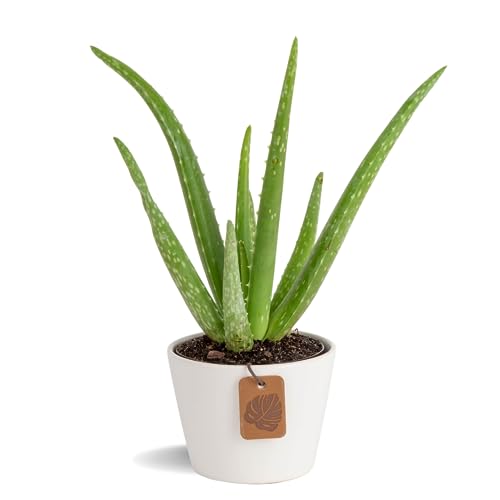Costa Farms Aloe Vera, Live Succulent Plant, Indoor Houseplant in Premium Ceramic Décor Planter, Natural Air Purifier, Living Room, Tabletop, Office Desk Décor, Plant Lover Gift, 10-12 Inches Tall