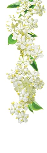 Image of 1883 Elderflower Syrup for Drinks, Made in France, 1 Liter Plastic Bottle