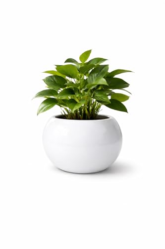Ceramic Plant Pots, Clay Flower Pot with Drainage Hole, Decorativ...
