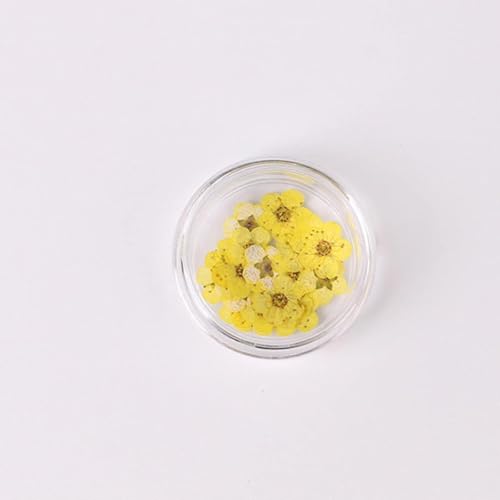 100 piezas de flores secas de narciso prensadas para arte en uñas miniatura 1