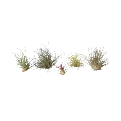 plant in a box - miscela di piante di tillandsia - set di 6 - piante aeree vere - piante da appartamento - altezza 5-15cm