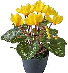 Radha Krishna Agriculture® Rair Yellow Cyclamen Flower Bulbs For Your Beautiful Garden (2 Pieces) (B09FL3SNWN) Amazon Price History, Amazon Price Tracker
