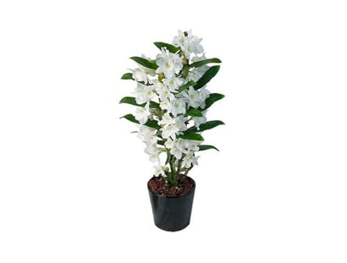 Dendrobium Nobile Blanco (Orquídea) Natural Planta Con Flores
