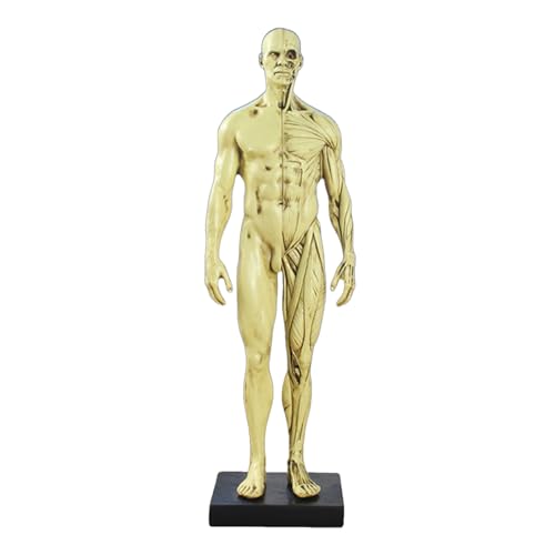 Strumento di apprendimento: questo modello di anatomia del muscolo umano non è solo un potente assistente per studenti di medicina e appassionati di anatomia, ma anche una scelta eccellente per consentire alle persone comuni di comprendere i misteri del corpo umano.