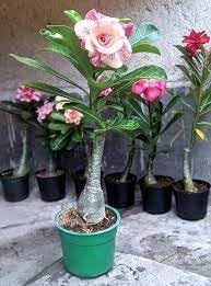 Image of Hybrid adenium live plant mix colour (Pack of 10)