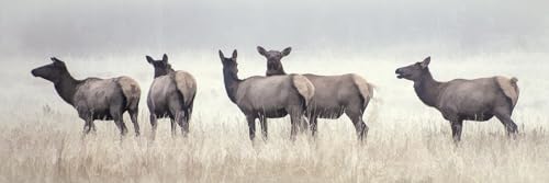 Row of Cow Elk in Fog Fabric Panel - ANW-003, Panel Size is 36” X 12”, Quality Quilting Cotton