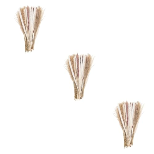 Holibanna Decoração Nórdica 180 Peças Flores Junco Secas Hastes Junco Secas Naturais Grama Seca Para