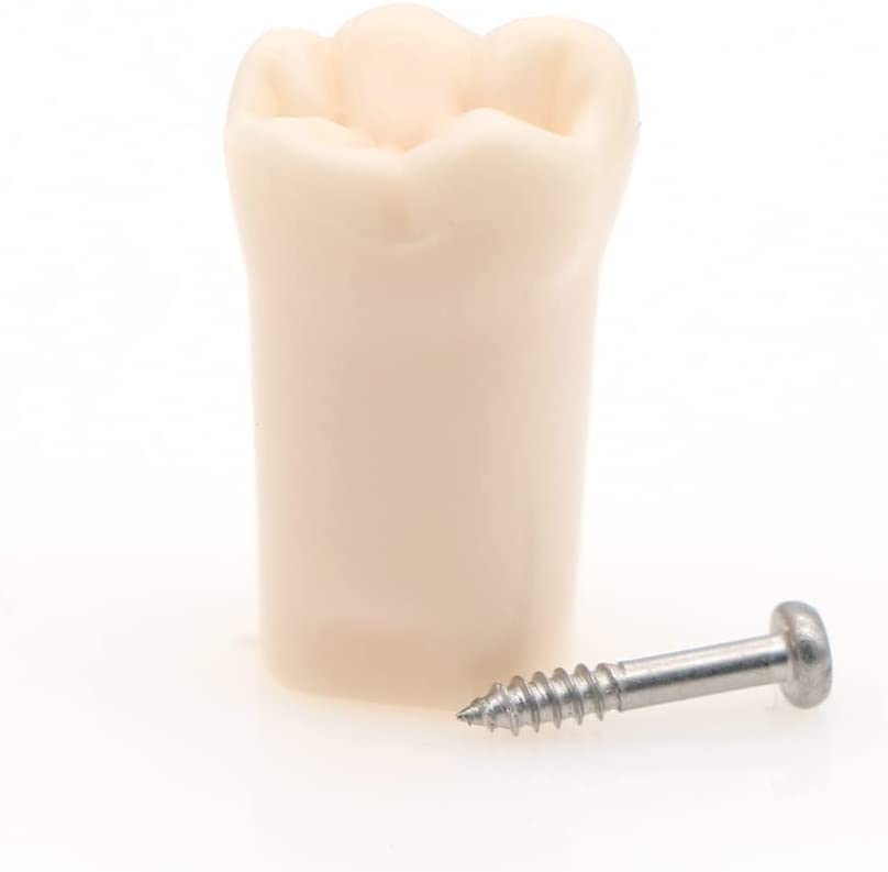 Miniatura 6 de Modelo de estudio de dientes de práctica de Typodont dental, modelo de estudio, dientes de repuesto individuales, enseñanza de estudiantes,