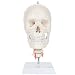Axis Scientific 3-Part Human Skull Model with Flexible Neck | Realistic Life Size Plastic Skull on a Flexible Cervical Spine Molded from a Real Human Skull