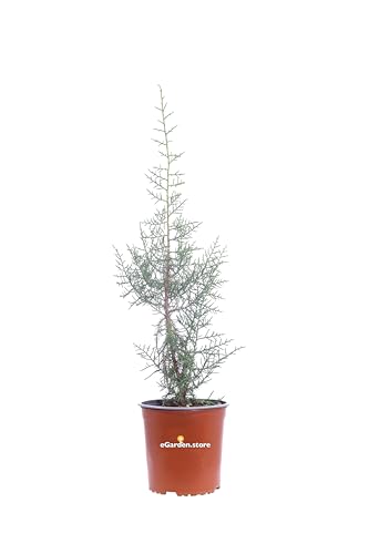 Pianta di Ginepro Fenicio Pianta di Juniperus Phoenicea Albero di Ginepro pianta da esterno pianta conifera Albero vero di Ginepro pianta ornamentale venduta da eGarden.store