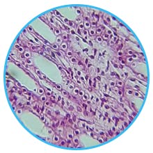 25 vetrini preparati per microscopio - categoria: Istologia