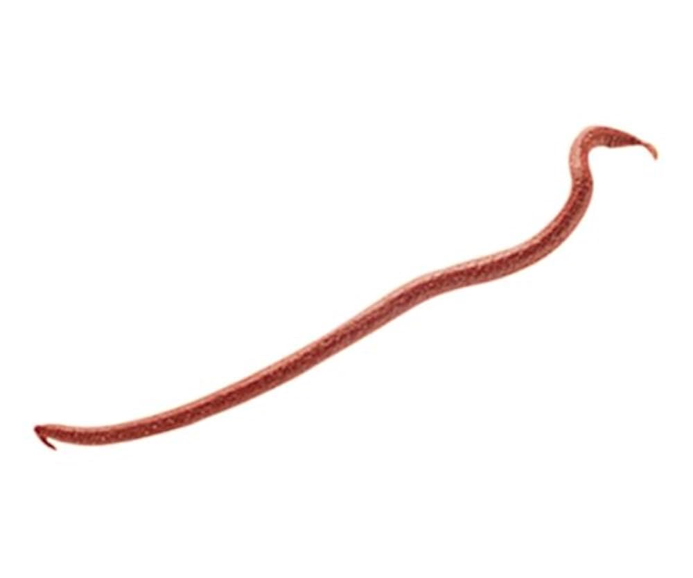 【未開封】Berkley GULP EARTHWORM BRWN 6個 未開封】Berkley GULP EARTHWORM BRWN 6個