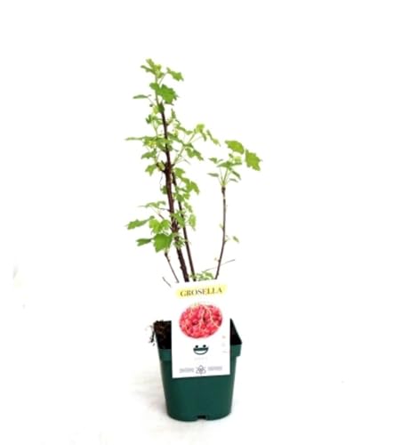 Planta natural Grosella Roja, 20-30 cm. Ribes rubrum. Frutos del Bosque. Arbusto con frutos pequeños, rojos y ácidos, ricos en vitamina C y antioxidantes. Segura Garden.