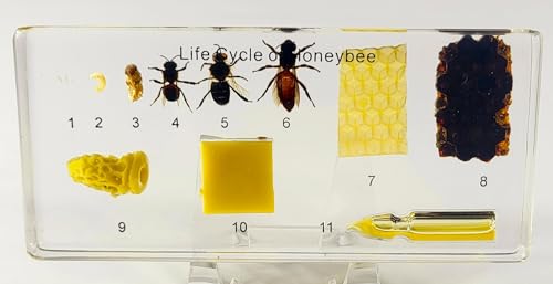 Image of Lifecycle of a Honeybee in 5.5 inch Crystal Clear Lucite Resin Paperweight Preserved Taxidermy Crafts Collection Biology Science Education Display Supplies Specimen