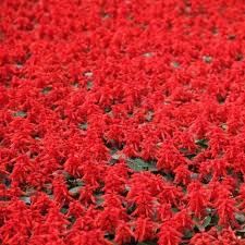 Biocarve Salvia splendens - Pack of 50 Seeds (B01ASWR2TQ) Amazon Price History, Amazon Price Tracker