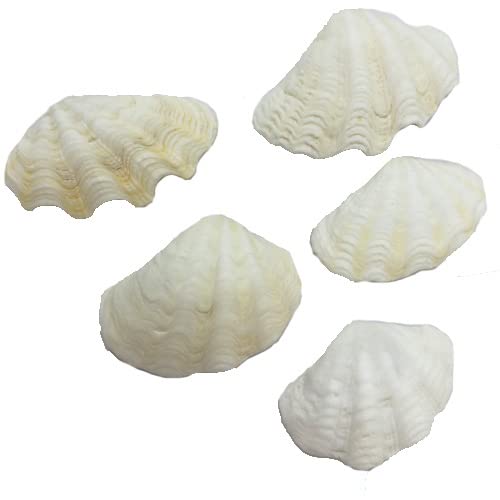 Amazon | 天然 シャコガイの貝殻(シャコ貝) ミニサイズ 約3cm～5cm