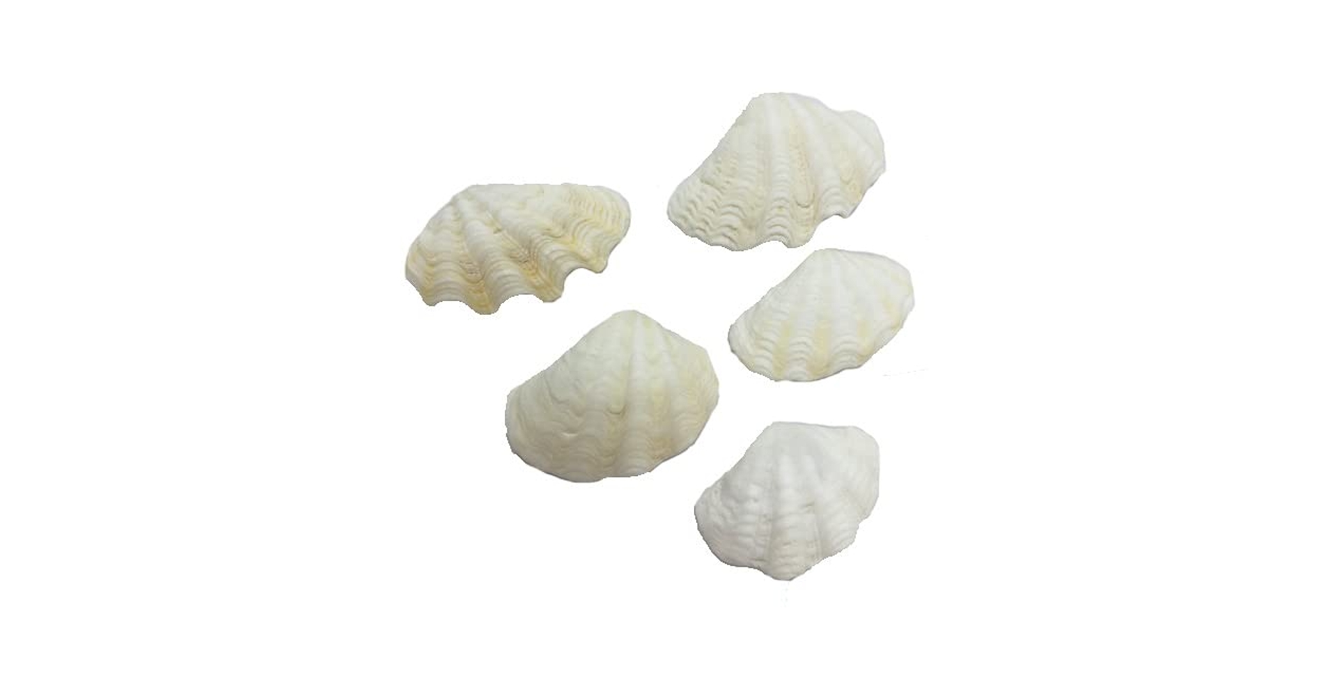 Amazon | 天然 シャコガイの貝殻(シャコ貝) ミニサイズ 約3cm~5cm Amazon | 天然 シャコガイの貝殻(シャコ貝) ミニサイズ 約3cm~5cm