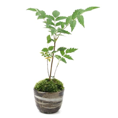 【charm】（山野草）苔盆栽 ナナカマド 穴有益子焼植木鉢（刷毛目）（１鉢）のサムネイル