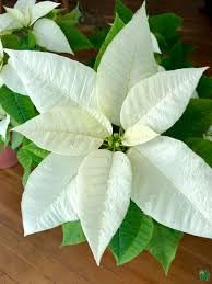 Fireball poinsettia live plant(Pack of 1) (B0CNTMB348) Amazon Price History, Amazon Price Tracker