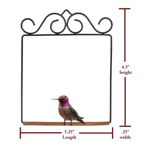 Pop’s The Original Hummingbird Swing For Outdoors - Perfect Bird Perch For Small Birds - Sturdy Steel Metal Swing Set With Hook Included #TOP5