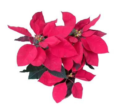 Red Poinsettia/Christmas Flower Seeds - 25 Seeds (B09NTLBDDV) Amazon Price History, Amazon Price Tracker