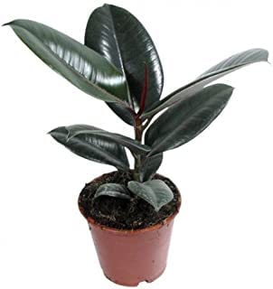 Guruji Plantation Rubber Tree Outdoor Live Plant Garden Live Plant Nursery Plant (green)