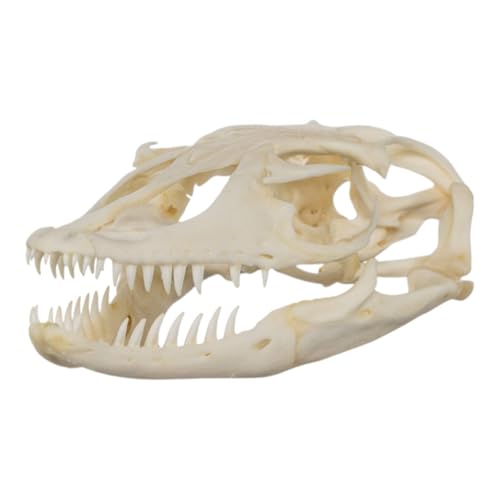Real Monitor Lizard Skull Specimen