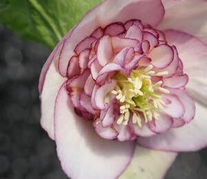 千重咲レッドグラデーション×3Dメビウス☆クリスマスローズ苗☆超多弁