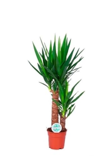 Yucca, yuca. 50-60 cm. Planta natural resistente con hojas alargadas y puntiagudas. Segura Garden.