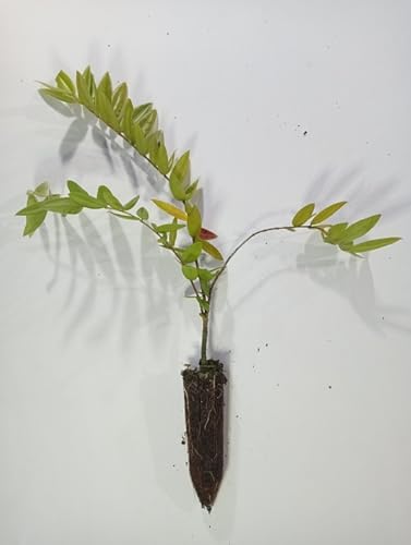 Ouro Verde, 10 MUDAS DE FRUTÍFERAS DA MATA ATLÂNTICA DE PEQUENO PORTE