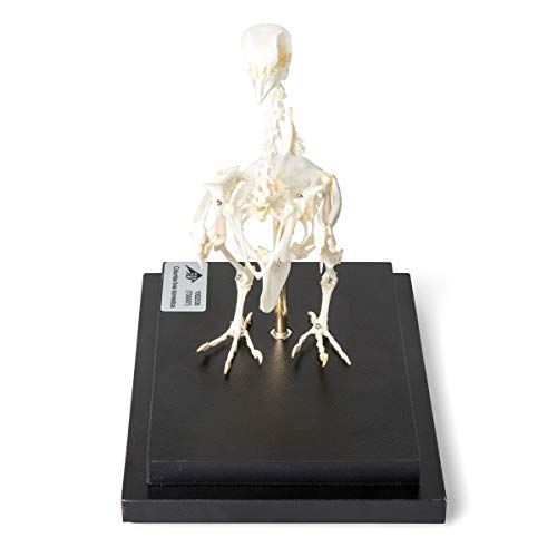 Image of 3B Scientific GmbH T300071 Pigeon Skeleton, Articulated on Base