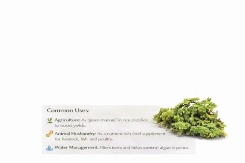 Azolla Live Seeds – Dense Floating Fern Plant (1400 Pcs Healthy Live Plant in Packet)