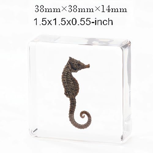 Image of Real 16pcs Sea Ocean Animals Specimen in Resin Preserved, Taxidermy Conch Sea-Urchin Crab Starfish Fish Snail Sea-Dog Seahorse, Science Classroom Specimens, Clear Acrylic Sealed (1.5x1.5x0.55-inch)