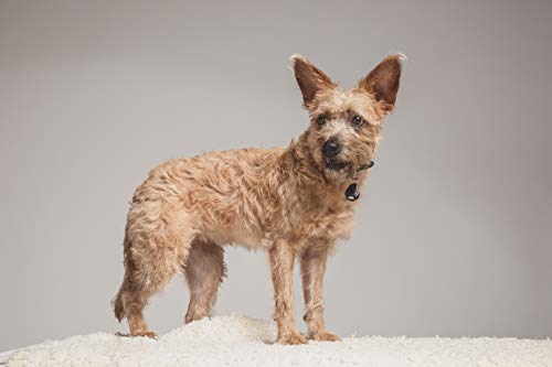 Tickless Pet - Ultraschallgerät gegen Zecken und Flöhe für Haustiere - Schwarz
