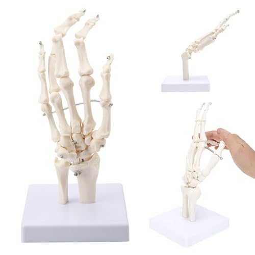 Image of Human Hand Joint Anatomical Articulated Hand Skeleton Model 1:1 Life Size | Fully Articulated Model for Desk Decor , Medical Lectures & Science Study