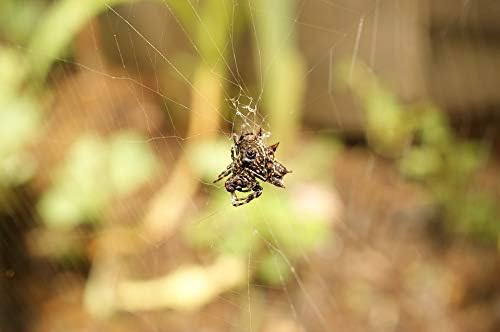 Home Comforts Armenia Kettle Images Quindio Area Colombia, póster laminado de 20 x 30 pulgadas con colores brillantes e imágenes vívidas, encaja