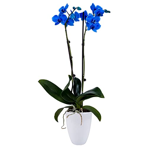 DecoBlooms Premium Blue Orchid Live Indoor Plant - 5 inch