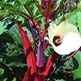 Raunak Seeds Okra Omaxe Avg 30-50 Seed (B01IZRT4ZQ) Amazon Price History, Amazon Price Tracker
