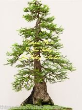 Ponak New Fresh 10pcs semi di albero di sequoia verde