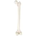 Axis Scientific Femur Bone Model | Left | Cast from a Real Human Femur Bone l Upper Leg Bone Model Has Realistic Texture and Important Bony Landmarks | Includes Product Manual, Fibula Model