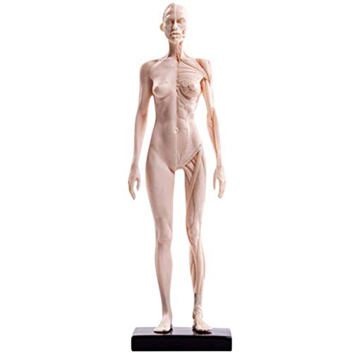 Amazon.com: EHVYBDX Female Anatomy Figure - PU Material Human