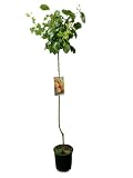 Garden Center Shop | Albaricoquero Moniquí M25 | Árbol Frutal Natural de Albaricoque 100-120 cm | Variedad Dulce y Aromática | Planta Exterior para Huerto o Jardín