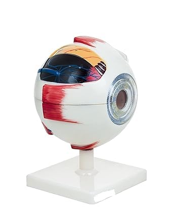 Premium Human Eye Model Enlarged 5 Times with Dissectible Eye Ball 7 Parts Anatomical Model (B0CKFDY3FZ) Amazon Price History, Amazon Price Tracker