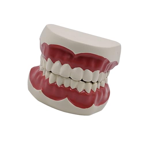 Modelo Dental Estándar Modelo De Cuidado Dental Para Niños Cepillarse Los Dientes Demostración Enseñanza Estudio Falsa Anatomía Para La Enseñanza Y Estudio